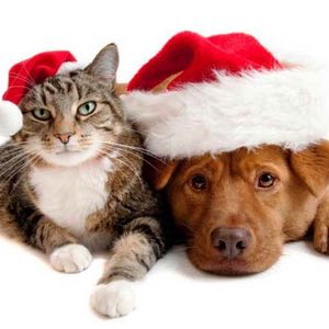 Bring Christmas to the Animals 2018 Moonlight Loop logo