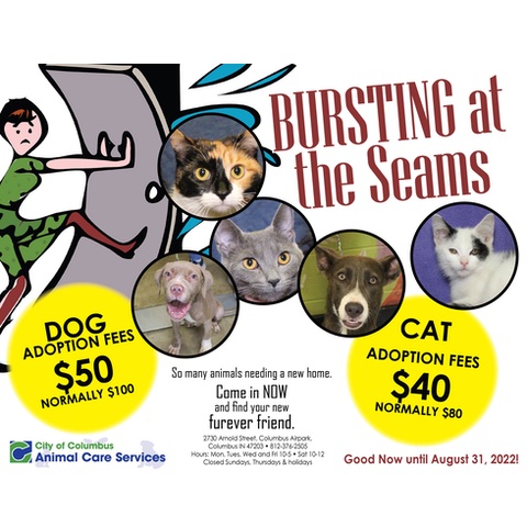 Cats and Dogs Sale