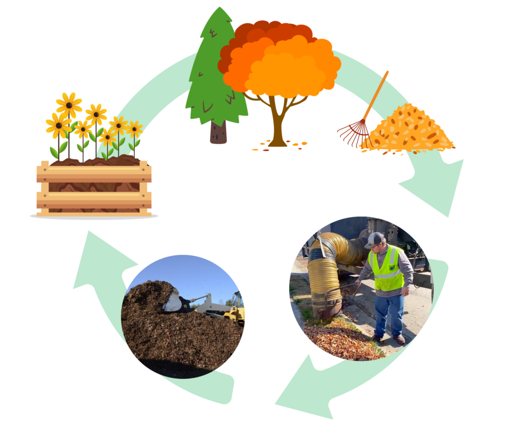 The cycle of leaves from raking to collection, and final composted product in a garden bed.