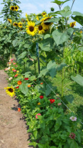 Community Garden Pic