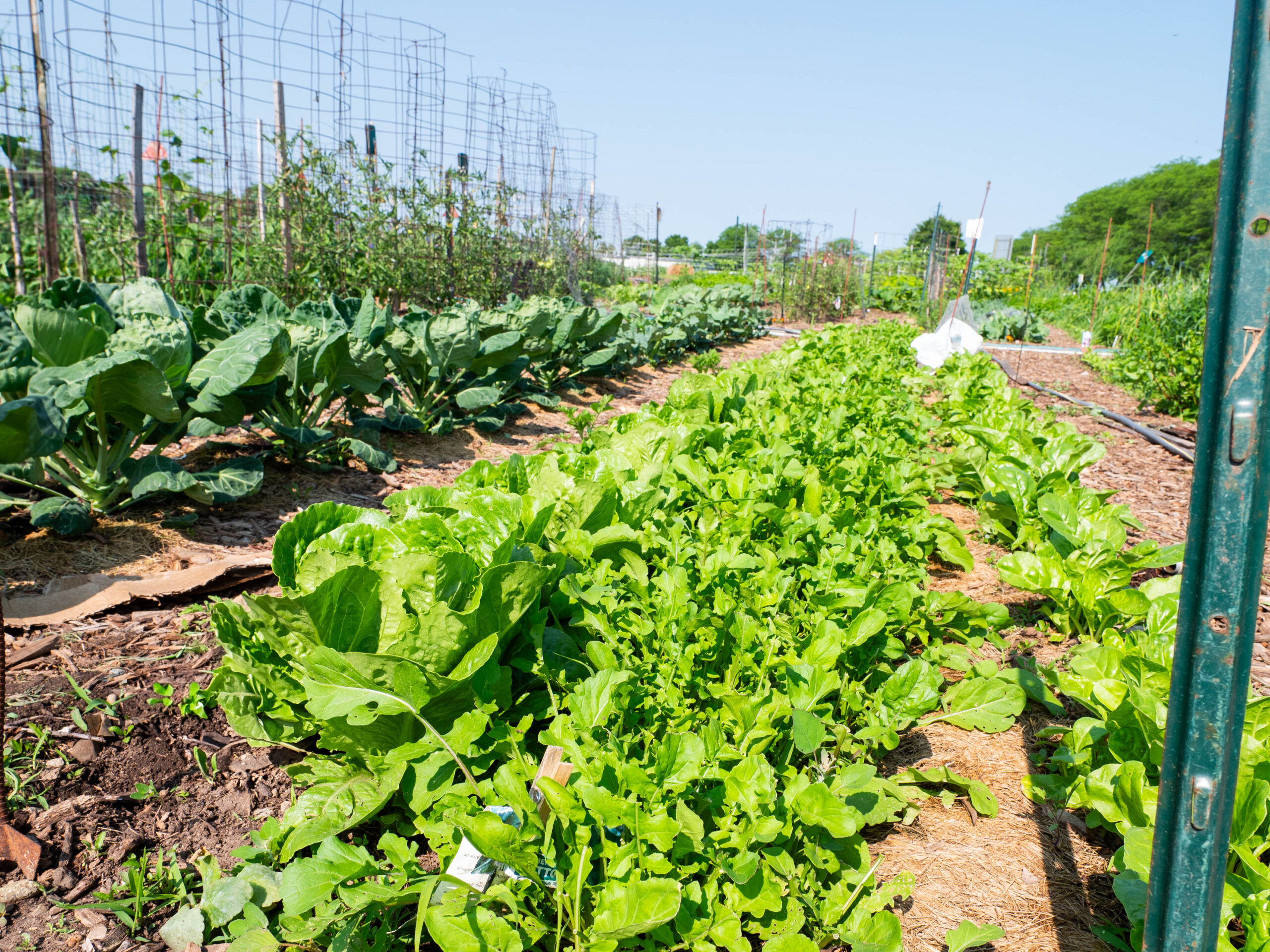 Community Garden